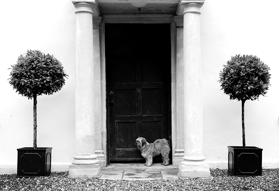 Black and white photo. Dog waiting at the front door of a house, looking off to the left and positioned between two potted plants